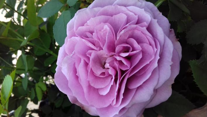 433_lavender_ice_1_708.jpg