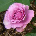 433_lavender_ice_2_125.jpg