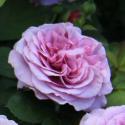 433_lavender_ice_3_125.jpg