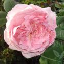 ANNE-SOPHIE PIC