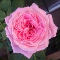 437_annesophie_pic_1_125.jpg
