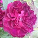 DARCEY BUSSELL