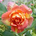 ROSE DES CISTERCIENS