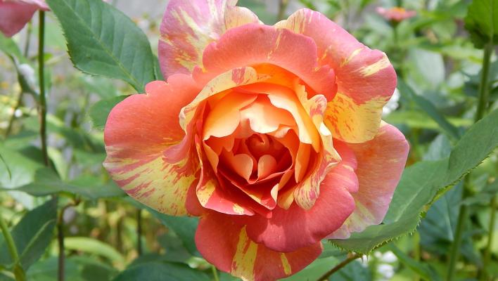 440_rose_des_cisterciens_1_708.jpg