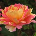 440_rose_des_cisterciens_2_125.jpg