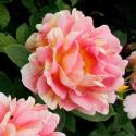 440_rose_des_cisterciens_3_125.jpg