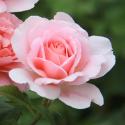 441_francis_blaise_2_125.jpg