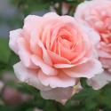 441_francis_blaise_3_125.jpg