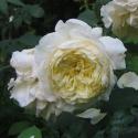 442_nelson_montfort_3_125.jpg