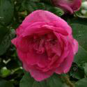 44_lydia_freimane_3_125.jpg