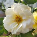 Sunny Rose