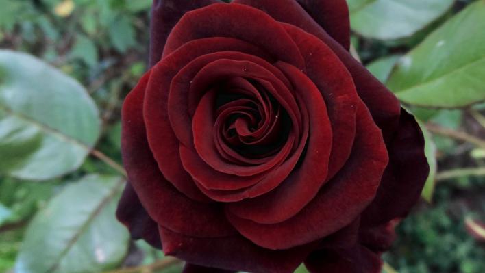 452_black_magic_1_708.jpg