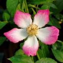 Star Profusion