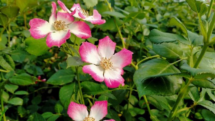 454_star_profusion_1_708.jpg