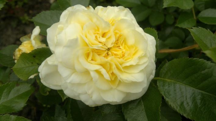 458_nadia_meillandecor_1_708.jpg
