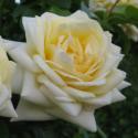 458_nadia_meillandecor_2_125.jpg