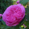 45_louise_odier_2_125.jpg