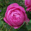 45_louise_odier_3_125.jpg