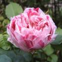 HONORINE DE BRABANT
