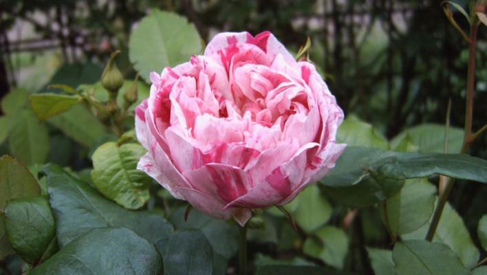 465_honorine_de_brabant_1_708.jpg