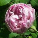 465_honorine_de_brabant_2_125.jpg