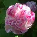 465_honorine_de_brabant_3_125.jpg