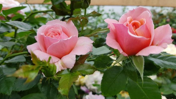 467_jour_de_fete_1_708.jpg