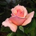 467_jour_de_fete_2_125.jpg