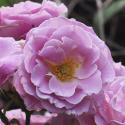 46_hansa_park_2_125.jpg