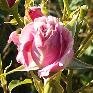 46_hansa_park_3_125.jpg