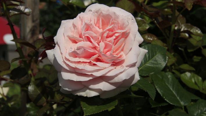 473_aphrodite_1_708.jpg