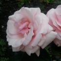 473_aphrodite_2_125.jpg