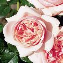 473_aphrodite_3_125.jpg