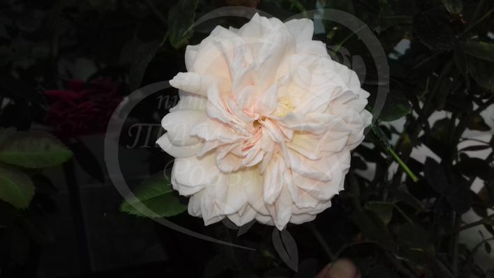 479_garden_of_roses_1_708.jpg
