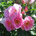 PINK ROBUSTA (Пинк Робуста)