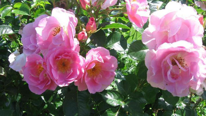 47_pink_robusta_1_708.jpg