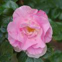 47_pink_robusta_2_125.jpg