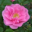 47_pink_robusta_3_125.jpg