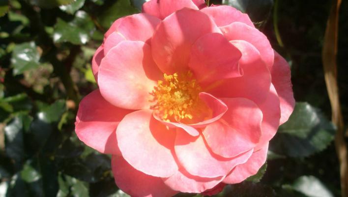 480_melusina_1_708.jpg