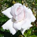 482_constanze__mozart_2_125.jpg
