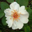JACQUELINE DU PRE