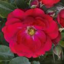 RED MEIDILAND