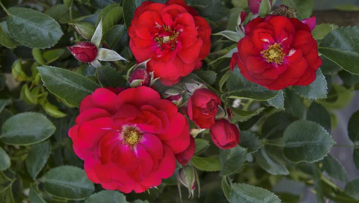 489_red_meidiland_1_708.jpg