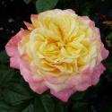 KORDES JUBILEE