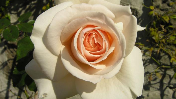 492_penny_lane_1_708.jpg