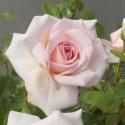 492_penny_lane_3_125.jpg