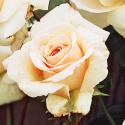 492_penny_lane__2_125.jpg