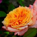 493_la_villa_cotta_2_125.jpg