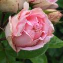 494_charming_piano_2_125.jpg