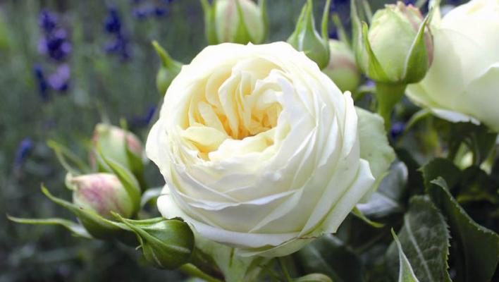 495_wedding_piano_1_708.jpg
